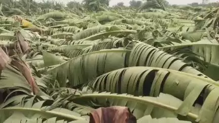 बसमत: वादळीवारा व विजांच्या कडकडाटात जोरदार पावसाने केळी पिकांचे अतोनात नुकसान झाले आहे #Jansamasya