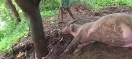 ଜୁନାଗଡ: ବରଗାଁ ରେ ବ୍ରଜାଘାତ ରେ ଦୁଇଟି ମହିଷୀ ର ମୃତ।।