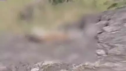 कुम्भलगढ़: कुम्भलगढ़ अभ्यारण में नर लेपर्ड से संघर्ष में दो शावकों की हुई मौत, सूचना पर वन विभाग पहुंचा