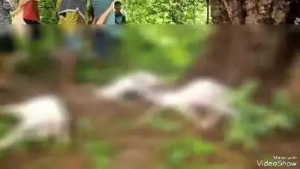 ଲକ୍ଷ୍ମୀପୁର: ସାନ ମାତୁର ଗାଁରେ ବଜ୍ରପାତରେ ୧୬ ଛେଳି ମୃତ
