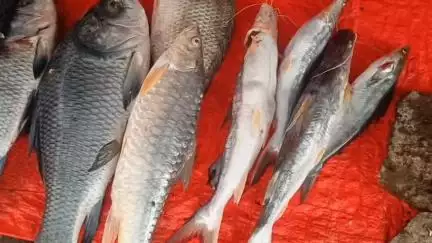 हरदा: जिले में 16 जून से 15 अगस्त तक मछली पकड़ने पर प्रतिबंध रहेगा