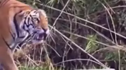 मूल: सोमनाथ प्रकल्प येथे आंबे तोडायला गेलेला एका व्यक्ती वाघाच्या हल्ल्यात ठार