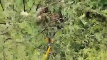 হুড়া: হুড়া হাটতলা গাঁয়ের বাঁধ সংলগ্ন বাবলা গাছ থেকে উদ্ধার 7 ফুট দীর্ঘ  ময়াল সাপ