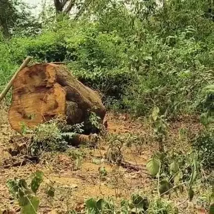 ऊंचाहार: बाहरपुर गाँव में बिना अनुमति काटा गया प्रतिबंधित आम का पेड़, वनविभाग ने की कार्यवाही