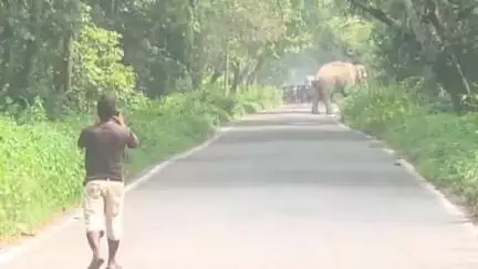 কালচিনি: হাসিমারা থেকে চিলাপাতাগামী সড়কে দাঁড়িয়ে প্রায় 40 মিনিট দাঁড়িয়ে বুনো হাতি