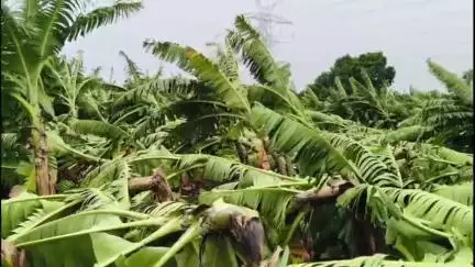 कळमनूरी: डोंगरकडा परिसरात वादळी वाऱ्याने केळी पिकाच्या बागा उद्ध्वस्त, शेतकरी चिंताग्रस्त