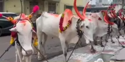 उत्तर सोलापूर: शहर व जिल्ह्यात कारहुणवी मोठ्या उत्साहात साजरी...