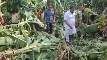 कळमनूरी: खा.नागेश पाटील आष्टीकर शेतकऱ्याच्या बांधावर,डोंगरकडा भागात केळी पिकाच्या नुकसानीची केली पाहणी