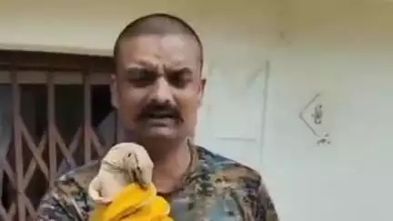 गोपद बनास: सीधी जिले के दक्षिणी करौंदिया में जहरीला मगरमच्छ मकान में घुसा, वन विभाग की टीम ने पकड़ा