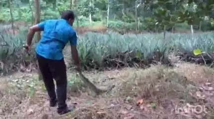 കോതമംഗലം: ഊന്നുകലിന് സമീപം പൈനാപ്പിൾ തോട്ടത്തിൽ കൂറ്റൻ പെരുമ്പാമ്പിനെ പിടികൂടി