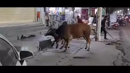 सुमेरपुर: सुमेरपूर उपखंड क्षेत्र में बेसहारा गोवंश सड़कों पर आए दिन होते हैं हादसें प्रशासन द्वारा समय-समय पर की जाती है कार्यवाही