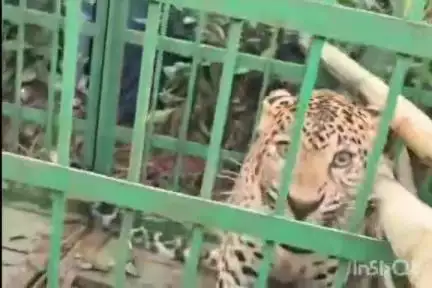 টেঙাখাত: দুলীয়াজানৰ মায়াজান চাহ-বাগিছাত পিঞ্জৰাবদ্ধ হ'ল প্ৰকাণ্ড নাহৰফুটুকীটো,  নাহৰফুটুকী চাবলৈ ৰাইজৰ ভিৰ