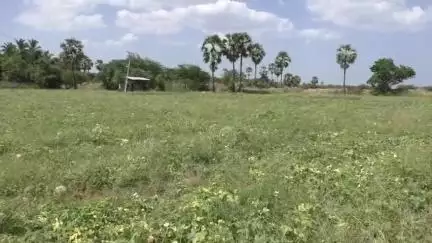 சாத்தான்குளம்: தடியங்காய் உரிய விலை இல்லாததால் நஷ்டம் இழப்பீடு தர கோரி கொம்பன்குளத்தில் விவசாயிகள் கோரிக்கை