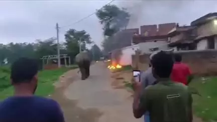 विष्णुगढ़: बौधा-अमनारी सड़क पर झुंड से बिछड़ा एक हाथी इधर-उधर घूमता रहा