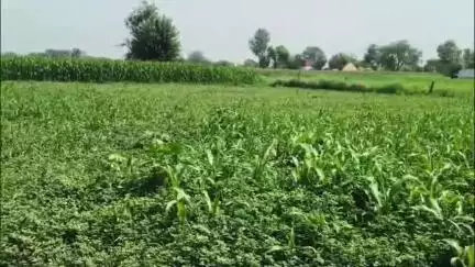 जलेसर: गांव कुंजालपुर में रखे ट्रांसफार्मर में नहीं पहुंच रही विद्युत सप्लाई किसान की हरी फसल सूखकर हो रही बर्बाद #Jansamasya