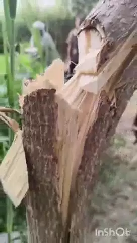 नकुड: गांव धुंदा माजरा में चोरों ने काटे किसानों के सैकड़ों पेड़, किसानों ने की कार्रवाई की मांग