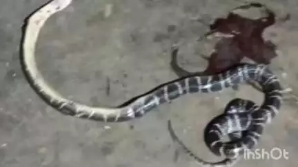 রানিবাঁধ: জামগেড়িয়া গ্রামে চার বছরের এক শিশু কন্যার মৃত্যু হল বিষাক্ত কালাচ সাপের কামড়ে