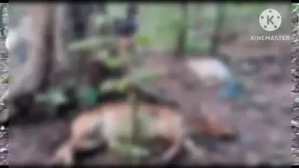 करतला: डोकरमना गांव में आकाशीय बिजली से एक बैल और गाय की हुई मौत