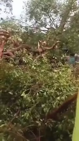 पंडरिया: तेज आंधी तूफान में पोड़ी में एक व्यक्ति के मकान पर गिरा पीपल का पेड़, मकान क्षतिग्रस्त, बड़ा हादसा टला