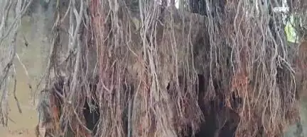 खंडवा नगर: 1500 साल पुराने वट वृक्ष की पूजा करने पहुंचीं महिलाएं, पंडित जी ने दी अहम जानकारी