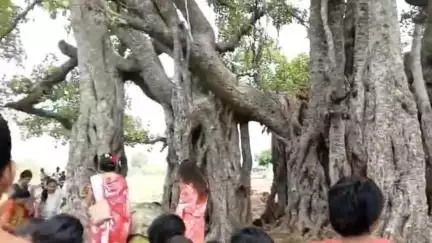 అసిఫాబాద్: రాజులగూడ గ్రామంలో వట పూర్ణిమ వేడుకలు, మర్రి చెట్టుకు పూజలు చేసిన మహిళలు