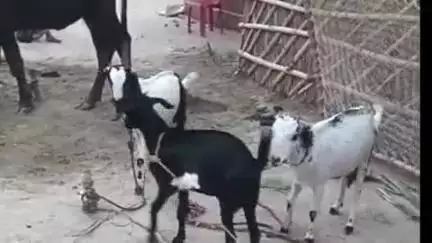 पातेपुर: पातेपुर के कपसारा गांव में एक ही रात में आधा दर्जन से अधिक बकरियों की चोरी, दलित टोला में दहशत