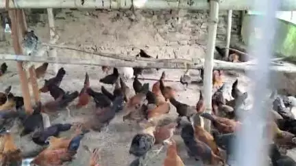 फरसाबहार: फरसाबहार क्षेत्र के मुर्गी पालन में सरकारी लाभ से वंचित ग्रामीण, आवेदन के बावजूद नहीं मिला समाधान