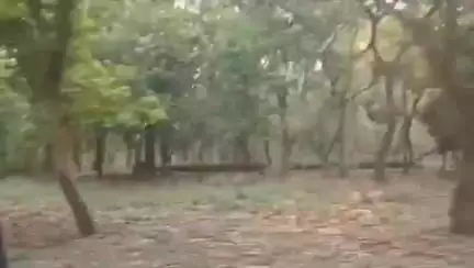 कलीनगर: पीलीभीत टाइगर रिजर्व के जंगल में निजी गाड़ी दौड़ाने का वीडियो सोशल मीडिया पर हुआ वायरल