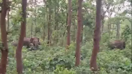 ବଡସାହି: ମାକୁନ୍ଦଠାରେ ଜନବସତି ମୁହାଁ ଅଗ୍ରସର ହେଉଥିବା ହାତୀପଲଙ୍କୁ ଜଙ୍ଗଲମୁହାଁ ପ୍ରତ୍ୟାବର୍ତ୍ତନ କରାଉଥିବା ବେଳେ ଆକ୍ରମଣ ପାଇଁ ଗୋଡାଇଲା ଦନ୍ତାହାତୀ