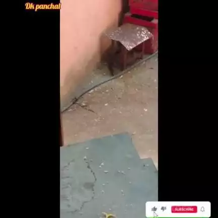 🪱कोबरा सांप rescue #animal rescue #follow dk panchal