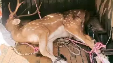 दौसा: कुंडल की बैरवाढाणी में सरिस्का वनक्षेत्र से आए चीतल पर श्वानों ने किया हमला, वनजीव प्रेमियों ने बचाया