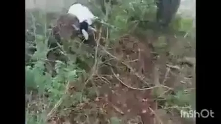 नेर: शेंद्री खुर्द शेत शिवारात वीज पडून चार बकऱ्यांचा मृत्यू