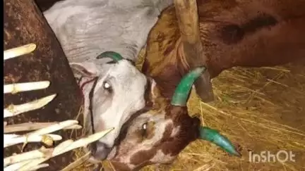 मूल: भादूर्णा  येथे बैल जोडीवर वीज पडल्याने दोन बैल जागीच ठार