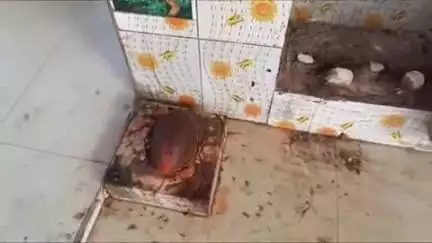 खुर्जा: खुर्जा जंक्शन पर पथवारी मंदिर में स्थित मूर्ति को किया खंडित, पुलिस कर रही है सीसीटीवी की जांच