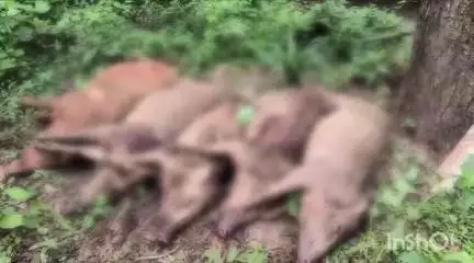 നിലമ്പൂർ: കാട്ടുപന്നി ശല്യം രൂക്ഷം, പനയങ്കോട്, വള്ളുവശ്ശേരി ഭാഗങ്ങളിൽ നിന്ന് ആറു കാട്ടുപന്നികളെ വെടിവെച്ച് കൊന്നു