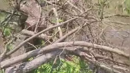 উত্তৰ লক্ষীমপুৰ: তেলীয়া গাঁৱৰ পথৰ কাষৰ গছ কটা ব্যক্তিৰ বিৰুদ্ধে কঠোৰ শাস্ত্ৰীৰ দাবী উত্তৰ লখিমপুৰত অসমীয়া যুৱ মঞ্চ জিলা সমিতিৰ সভাপতিৰ
