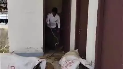 लाडपुरा: रानपुर क्षेत्र की देवनारायण योजना के एक मकान में कंडो के बीच घुसा कोबरा सांप, महिला बाल-बाल बची, किया गया रेस्क्यू