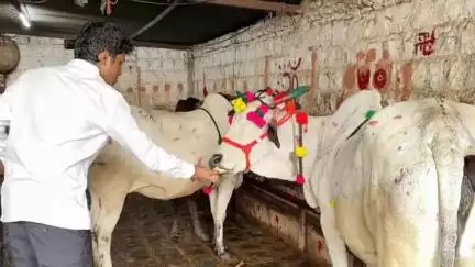 ಭಾಲ್ಕಿ: ಕಾರ ಹುಣ್ಣುಮೆ ನಿಮಿತ್ತ ಪಟ್ಟಣದ ತಮ್ಮ ನಿವಾಸದಲ್ಲಿ ಗೋಮಾತೆಗೆ ಪೂಜೆ‌ ಸಲ್ಲಿಸಿ,ನಮನ ಸಲ್ಲಿಸಿದ ಸಂಸದ ಸಾಗರ್ ಖಂಡ್ರೆ