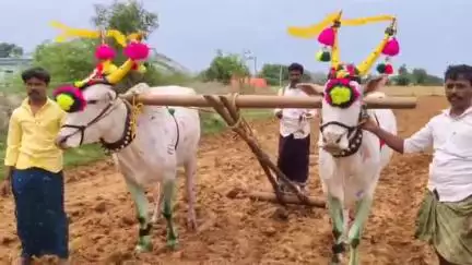 మంత్రాలయం: పెద్ద కడబూరు మండలంలోని గ్రామాల్లో ఏరువాక పౌర్ణమి సందర్భంగా దుక్కులు దున్నడం మొదలుపెట్టిన రైతులు