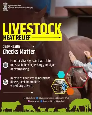 Livestock Heat Relief
Daily Health Checks Matter
Monitor your animals daily for signs of overheating, lethargy, or abnormal behavior. Quick detection and timely veterinary help can prevent serious health issues.
