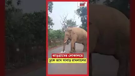 Jhargram এর লোকালয়ে ঢুকে আম সাবাড় রামলালের | Elephant Attacl | #shorts