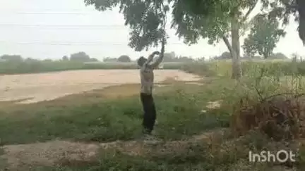 बिधूना: भटौली गांव निवासी पंछी प्रेमी की अनोखी पहल, भीषण गर्मी में तड़प रहे पंछियों के लिए पेड़ों की डालियों पर रखा गया पानी