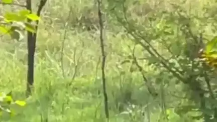लालबर्रा: सोनेवानी जंगल में नाग-नागिन का जोड़ा दिखने से हड़कंप, वीडियो वायरल होने से पर्यटकों में रोमांच