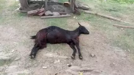 चम्पावत: ग्राम पंचायत लफड़ा में पशुओं में फैली अज्ञात बीमारी से बकरियों की हुई मौत