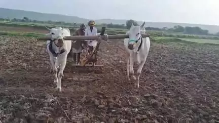 కొత్తపల్లి మండలంలో ఏరువాక పున్నమిని పురస్కరించుకొని: రైతులు దుక్కి దున్ని పంటలు