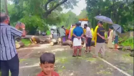 ചാവക്കാട്: അപകട ഭീഷണി ഉയർത്തി വൻ മരങ്ങൾ, മന്ദലാംകുന്ന് സെന്ററിൽ പൂമരം കടപുഴകി വീണ് സ്കൂട്ടർ മരത്തിനടിയിൽ കുടുങ്ങി #localissue