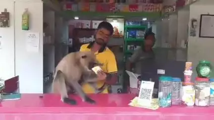 ঝাড়গ্রাম: ঝাড়গ্রামে গরমে কাহিল হয়ে অসুস্থ হনুমান, ORSL খাইয়ে সুস্থ করে তুললেন ওষুধের দোকানের কর্মীরা