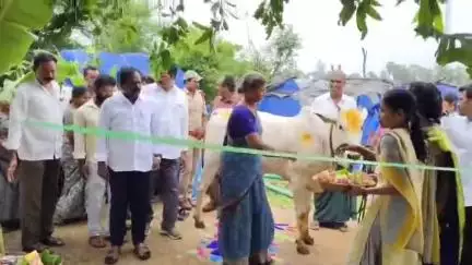 రామచంద్రపురం లో క్యాటిల్ షెడ్లను ప్రారంభించి గోవులకు మేతను తినిపించిన తిరువూరు ఎమ్మెల్యే కొలికపూడి శ్రీనివాసరావు