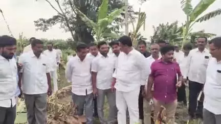 మహానంది మండలంలో భారీ వర్షం దాటికీ దెబ్బతిన్న అరటి తోటలను పరిశీలించిన ఎమ్మెల్యే బుడ్డా రాజశేఖర్ రెడ్డి