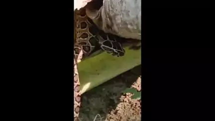 কৃষ্ণনগর ১: কালিরহাট এলাকায় কলাবাগানের ভিতর থেকে উদ্ধার একটি বিষধর সাপ